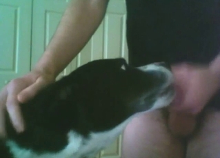 Guy fucks a dog's throat and jerks off for it too