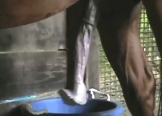 Close-up footage showing a horse's huge dick