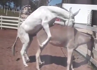 White horse-like animal fucks the other one