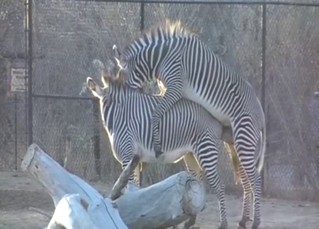 Zebra cock ruins hot zebra pussy from behind