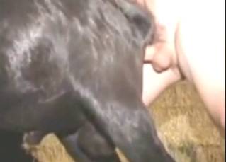 Gay zoophile fucking that goat's loose asshole