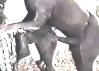 Horses featured in a zoo sex compilation movie