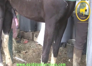 Dude wants to jerk brown stallion off with a toy