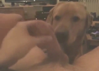 Dog with a cute face wants to suck nice dick