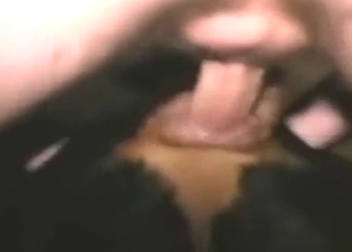 Rotty getting fucked by a confident zoophile dude