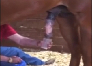 Horse cumshot in a zoo XXX porn movie with XXX