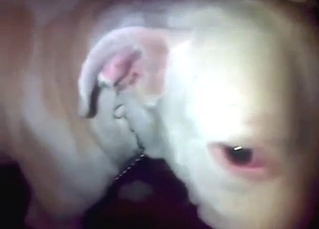 Low-key zoo sex with plenty of teasing from dog