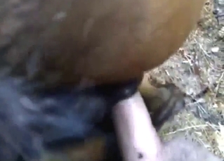 Mare in zoo porn with hard fucking, curved dick