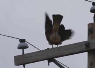 Hawk porn with two animals fooling around, etc.
