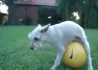 Animal humping a ball and it's kinda cute, too