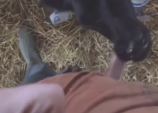 Calf blowjob with a sexed-up animal being sloppy
