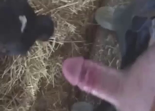 Calf blowjob with a sexed-up animal being sloppy