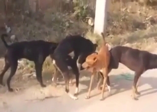 Pack of dogs featured in a kinky group sex vid