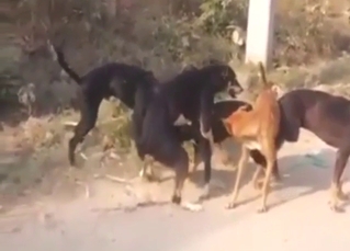 Pack of dogs featured in a kinky group sex vid