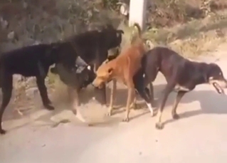 Pack of dogs featured in a kinky group sex vid