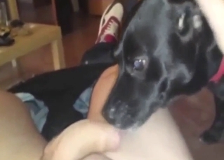 Black dog is going to lick all over man's cock