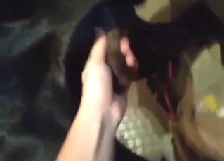 Black mutt is going to eat her out before HJs