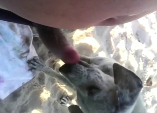 Confident animal licking all over that big penis