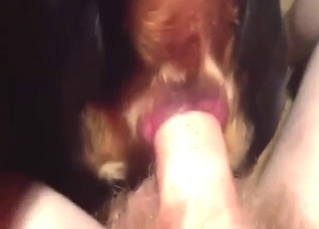 Assfuck experience with a submissive animal