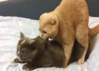 Cat-on-cat fucking leads to passionate orgasms