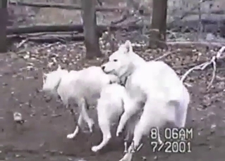 German Shepherd fuck scene set outdoors, mad