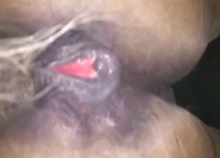 Incredible horse pussy is meant to tease you too