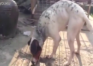 Dog getting harder and harder for the camera