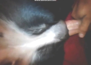 Not-so-skilled zoophile in a first-time porn movie