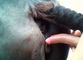 Horse penetrated in the anal