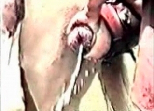 Filthy and hot stallion action