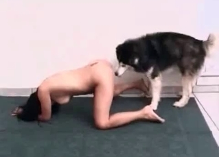 Husky pounds a slutty zoofil