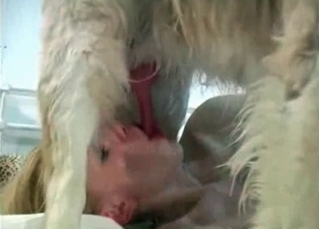 Hairy dog sucked by a zoophile