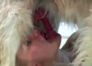 Hairy dog sucked by a zoophile