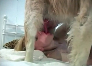 Hairy dog sucked by a zoophile