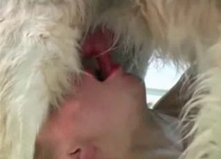 Hairy dog sucked by a zoophile