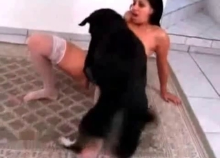 Hungry doggy licks a wet vagina