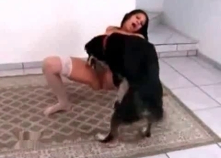 Hungry doggy licks a wet vagina
