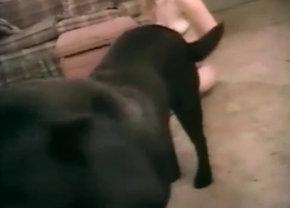 Black dog is enjoys a slut