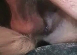 White doggy fucked in close up