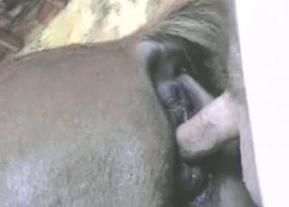 Wet creamed ass of a horse