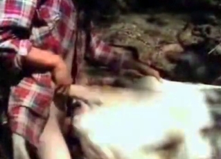 Cow is getting into bestiality