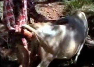 Cow is getting into bestiality