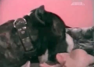 Busty blonde and trained doggy