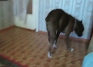 Black dog slowly fucks a slut