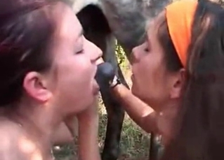 Two milfs and their farm horse