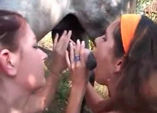 Two milfs and their farm horse
