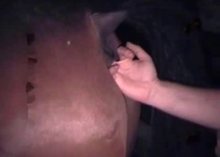 Exploring a horse asshole