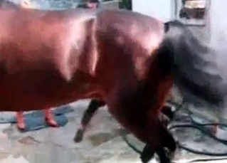 Naked whore fucks with a horse