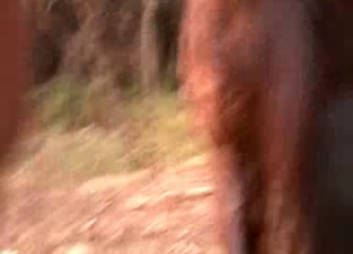 Horse gets fucked in the old barn