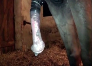 Horse sex action in the old barn